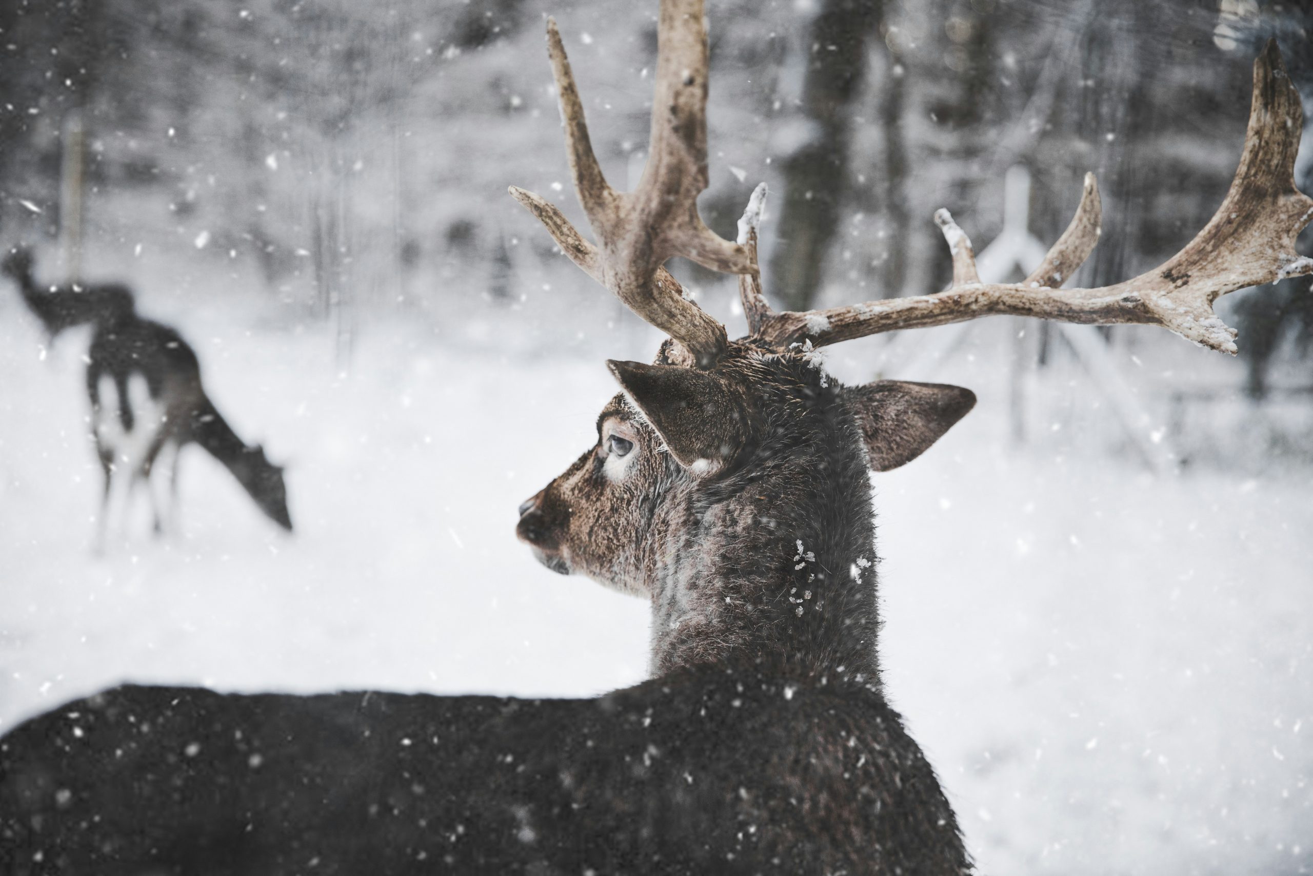 A frustrated photographer holding their head after missing a shot of a deer