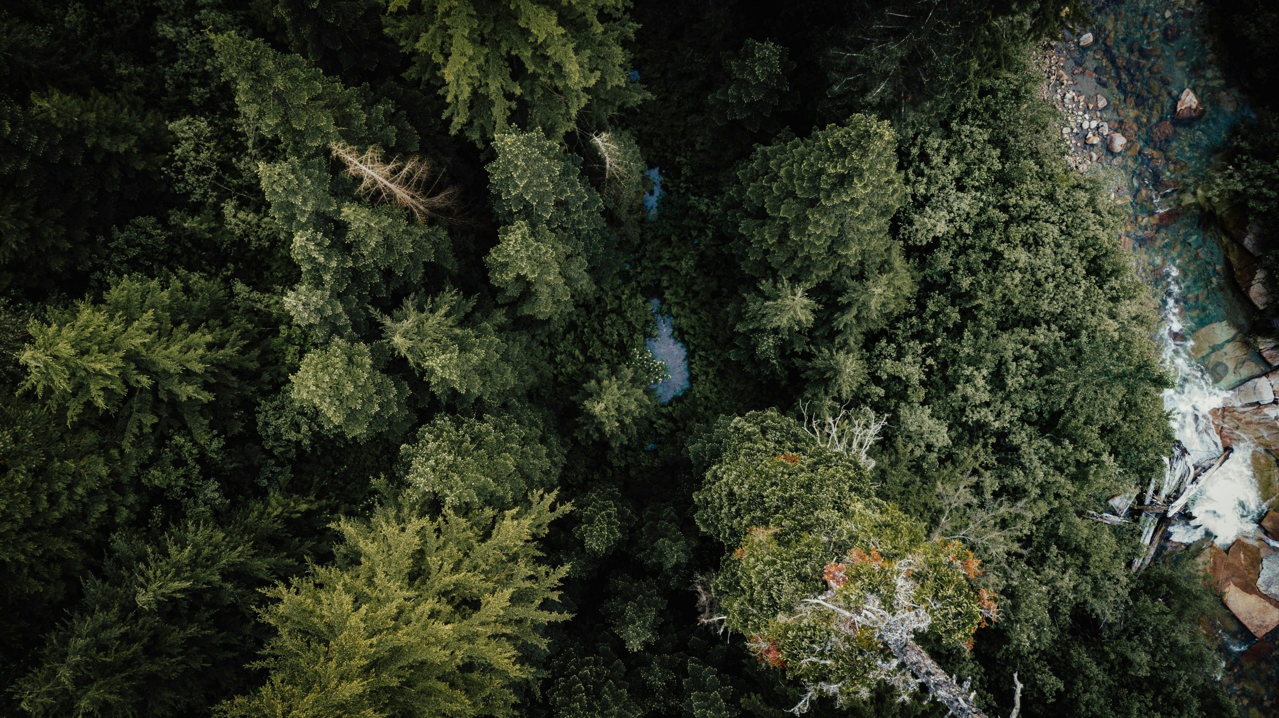 A motion detection camera mounted on a tree trunk overlooking a forest trail.