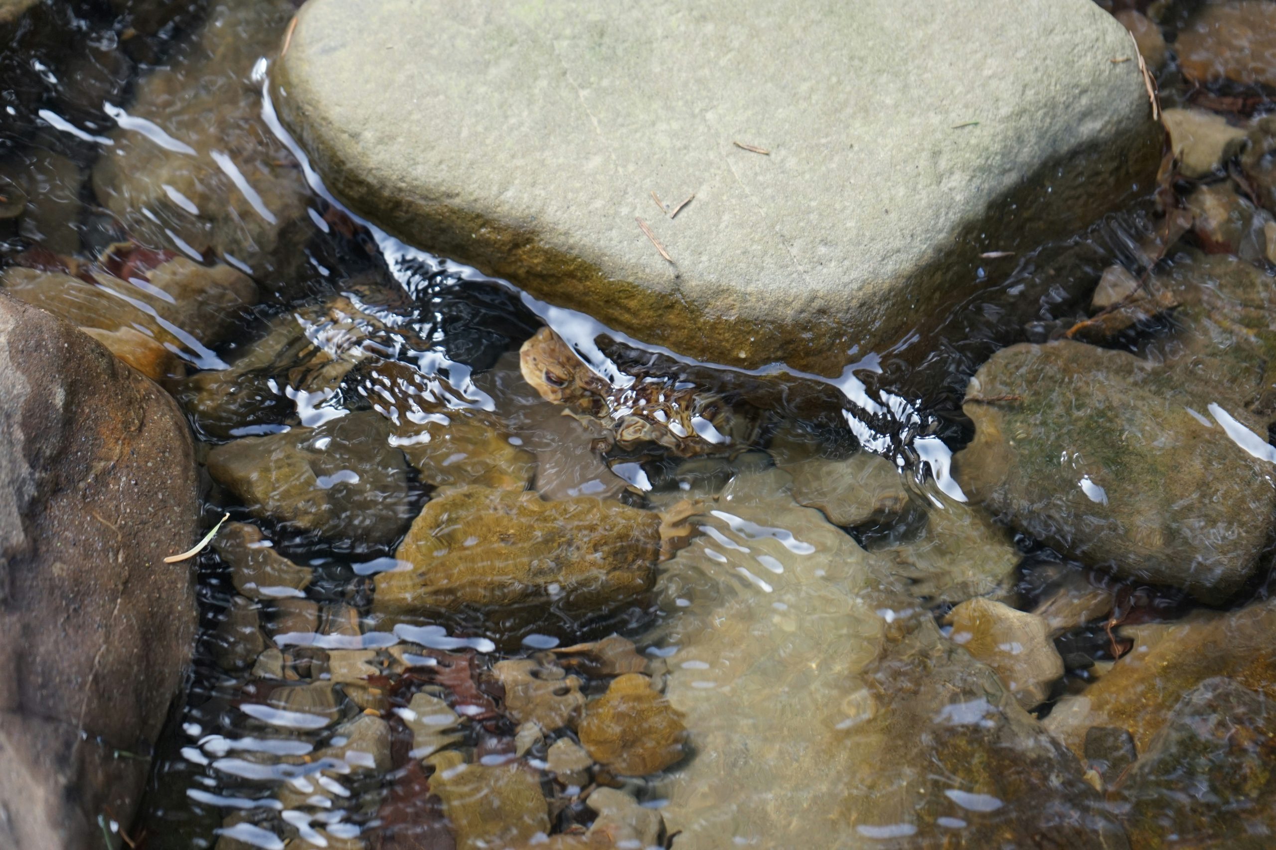 A rugged waterproof camera sitting on a wet rock amidst raindrops