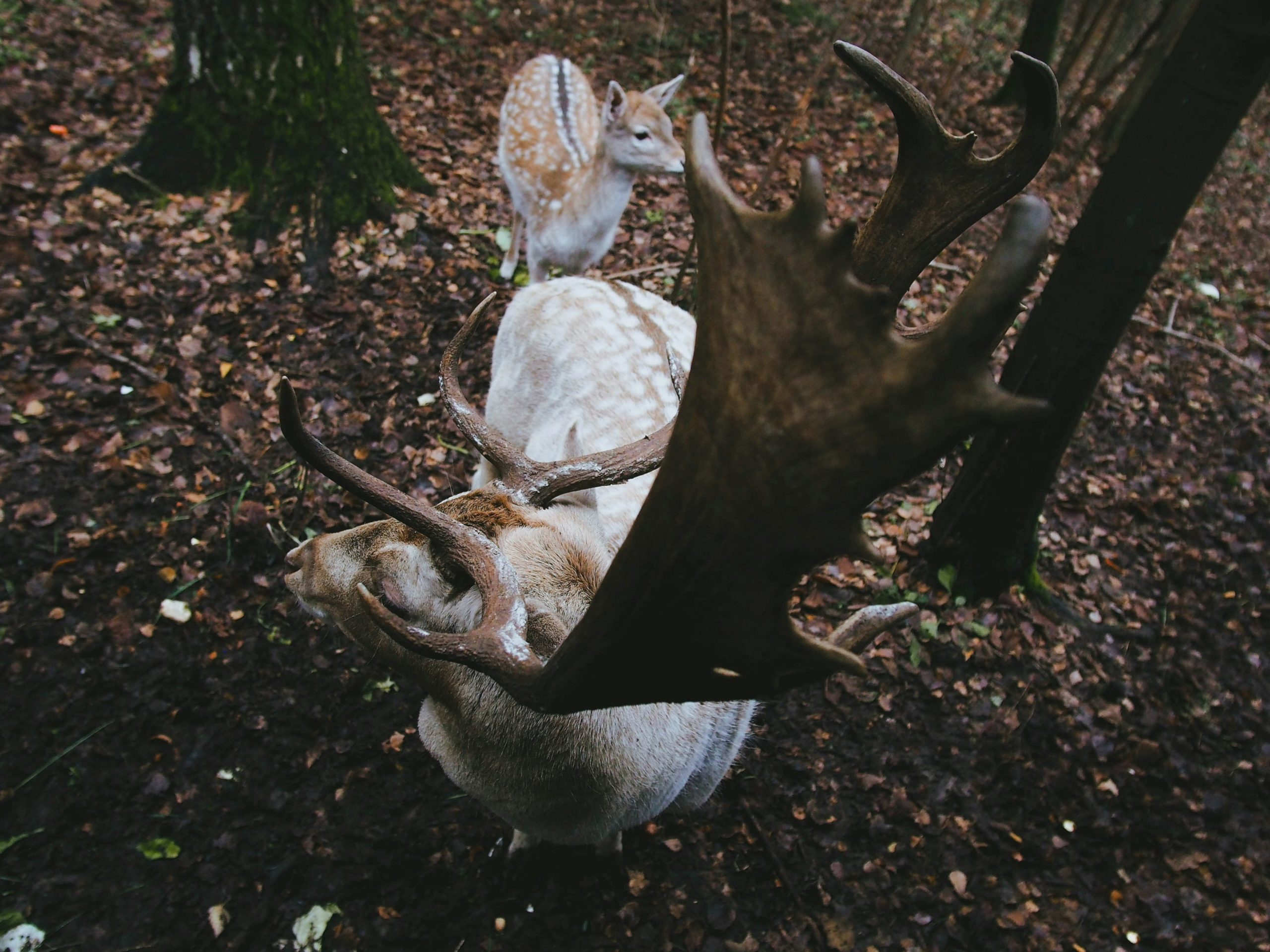 A trail camera mounted on a tree capturing a deer drinking water