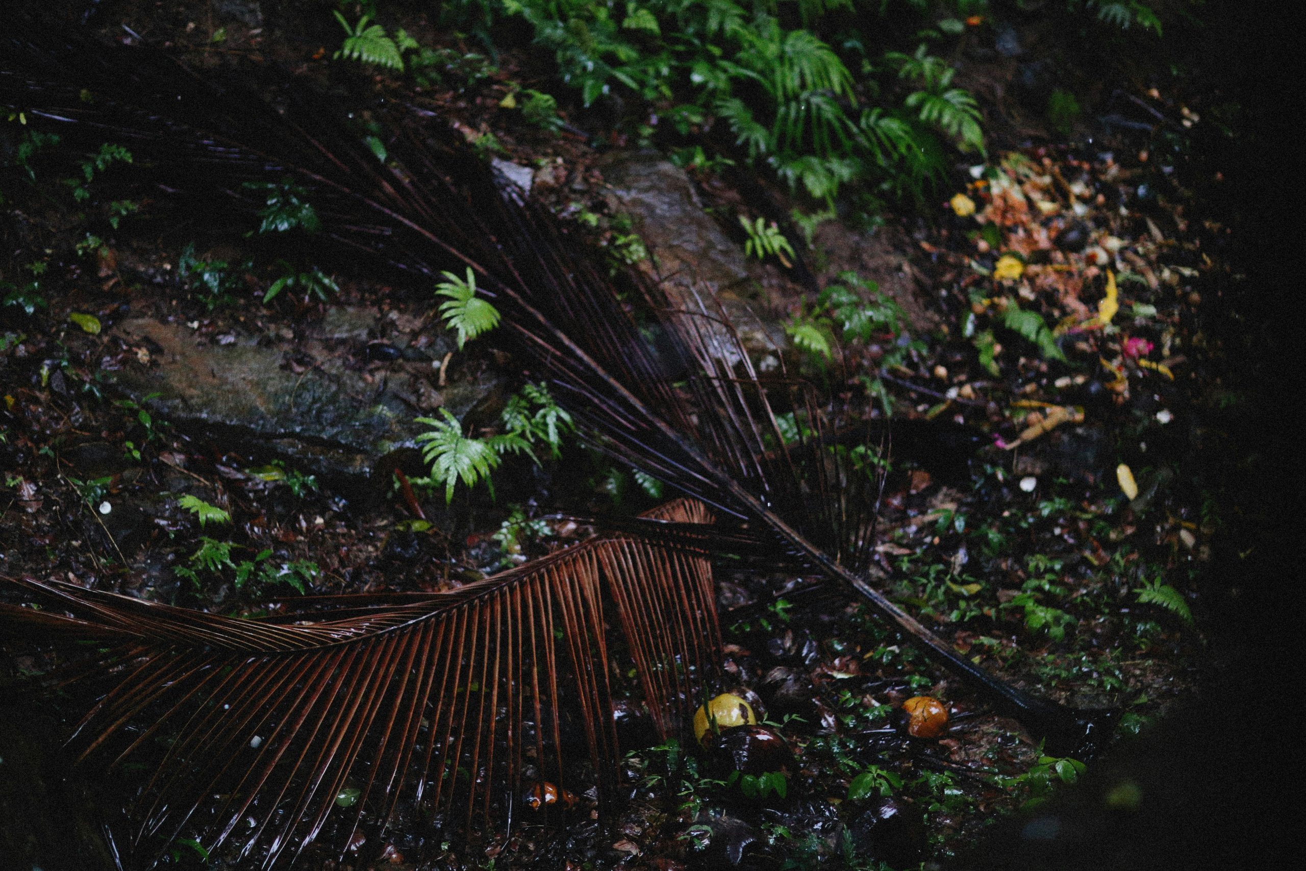 Brushes and microfiber cloth laid out beside a trail camera