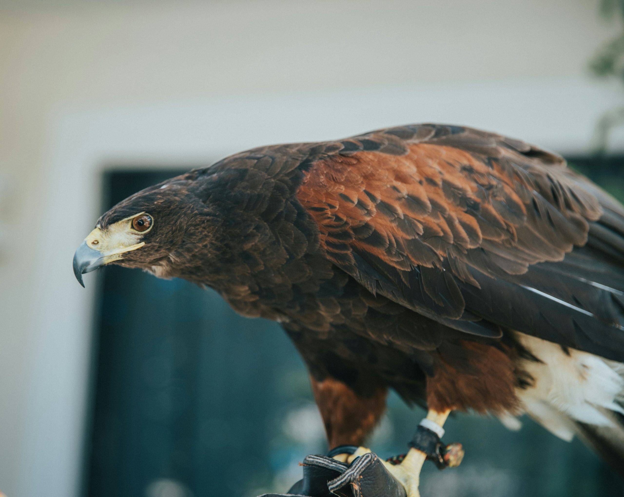 Close-up of an eagle captured in flight