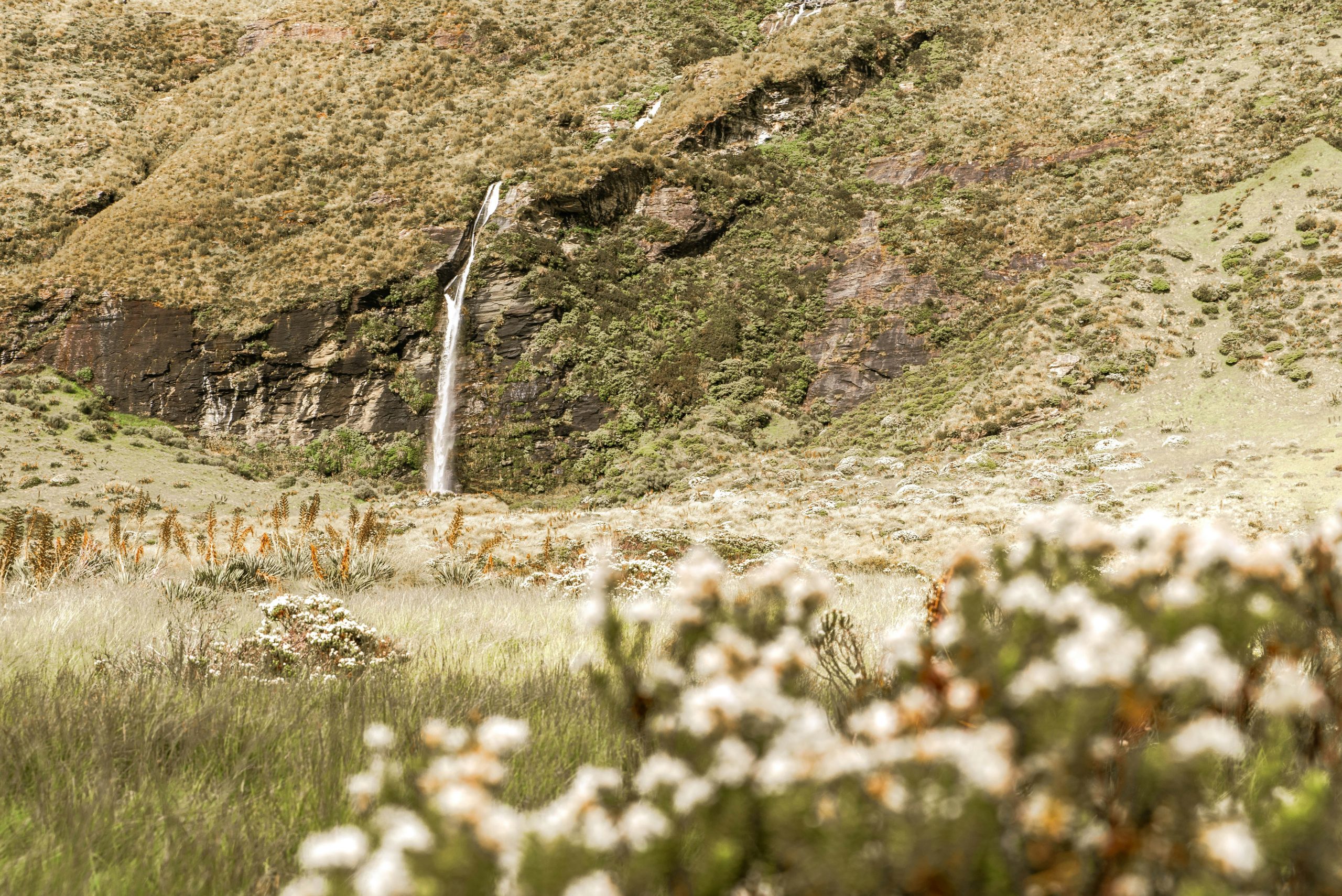 Footage still showing a Canadian lynx walking gracefully past a trailside rock formation.