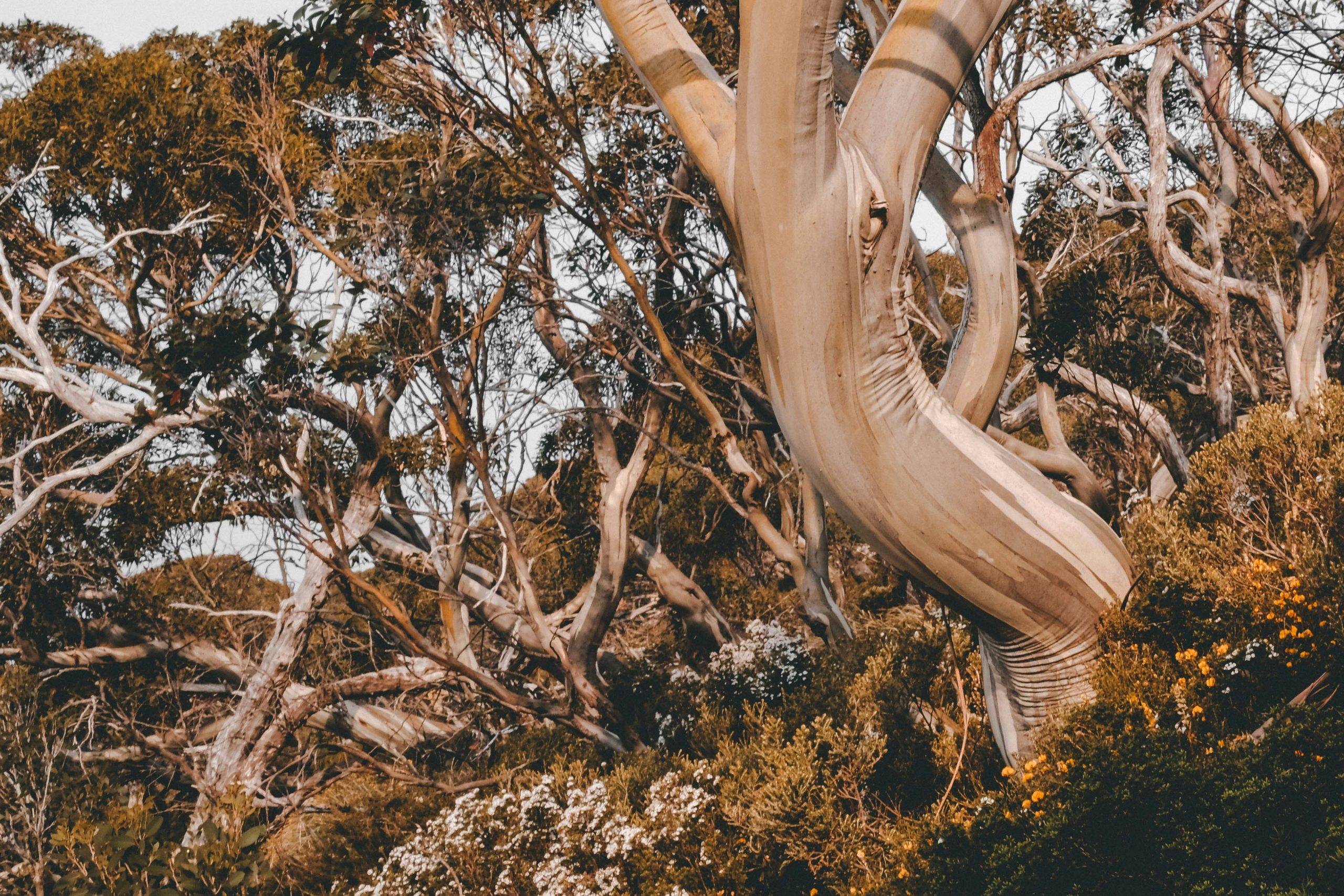 Illustration of proper camera placement on a tree trunk, angled slightly down
