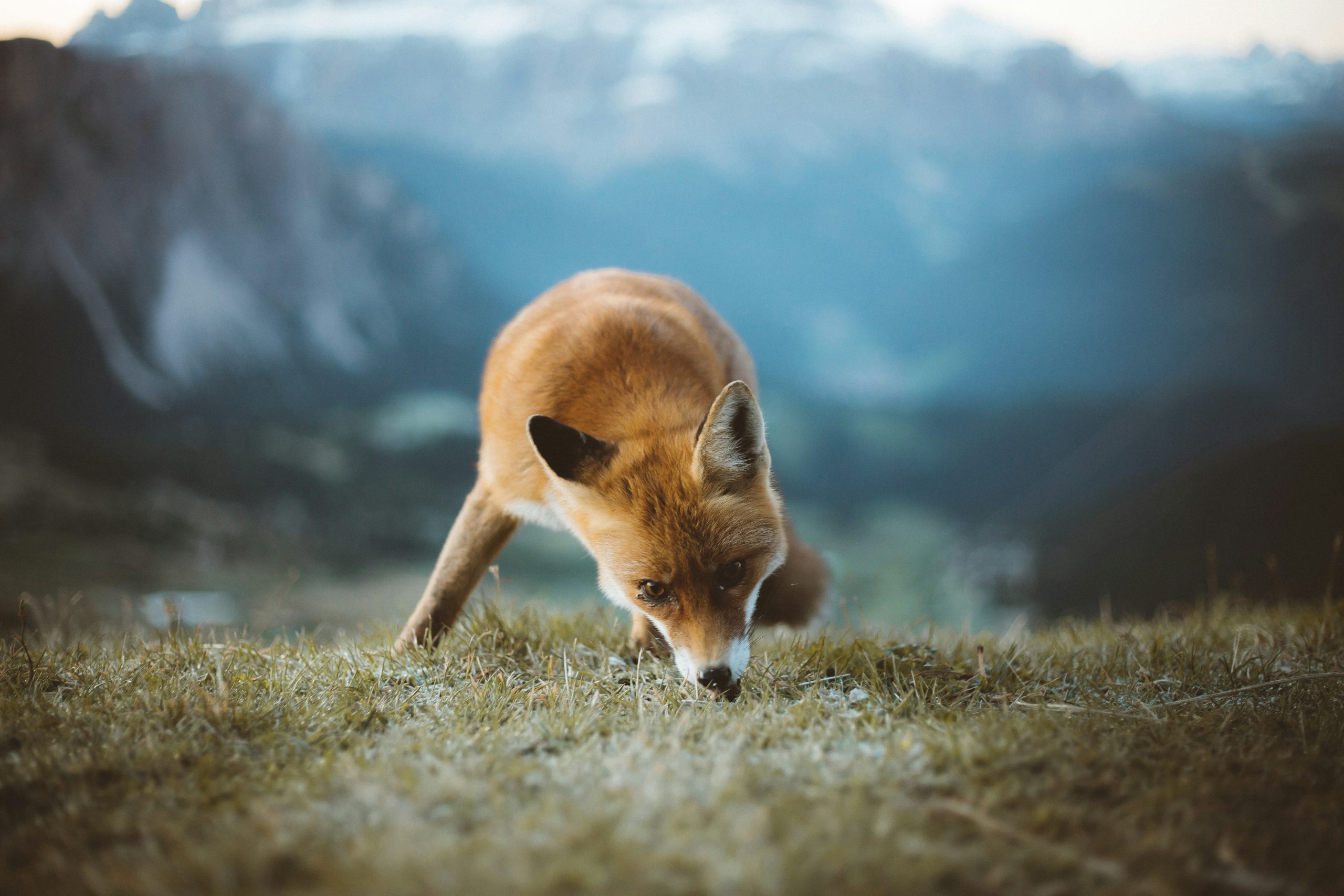 wildlife photographer in action