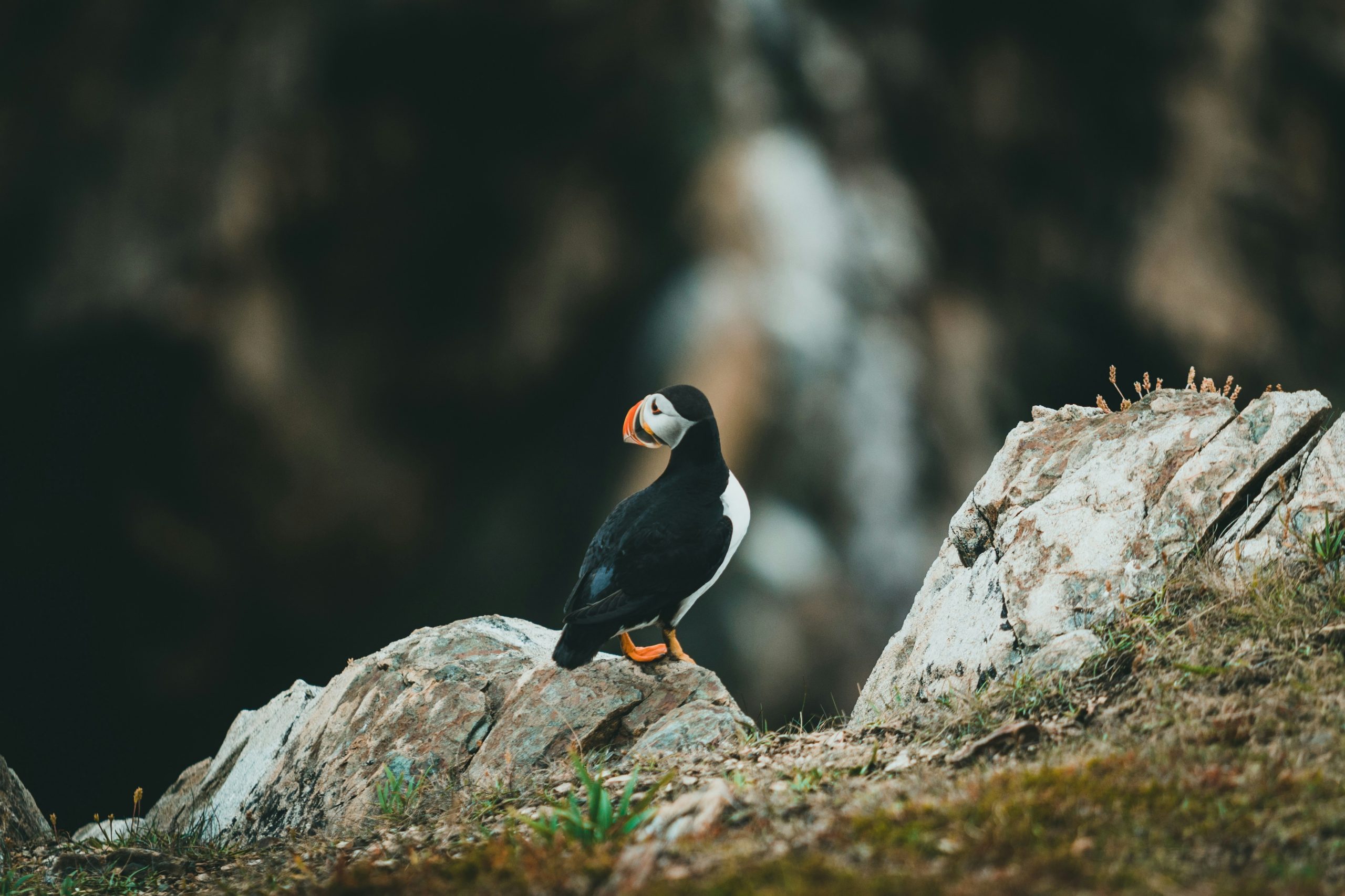 Wildlife Photography Techniques